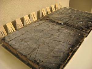 Burpee Eco Friendly Seed Starters