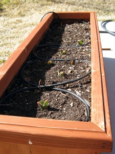 Tulip sprouts The container at a glance