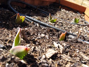 tulips-close Little tulip sprouts up close!